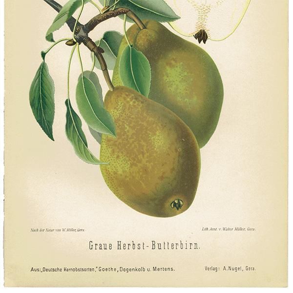 洋梨　絵画 ドイツの果実学 ナシ（洋梨） 植物画 アンティーク ボタニカルアート