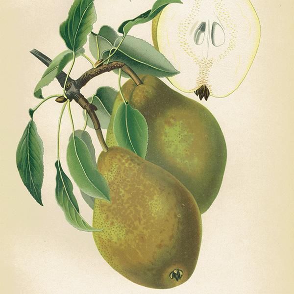 No.12 – 公益社団法人日本フラワーデザイナー協会 Blandfordia nobilis