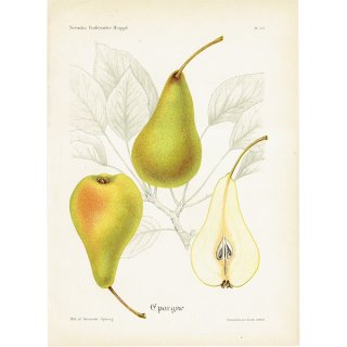 スウェーデン 洋梨（ナシ）の果実学 植物画 アンティーク ボタニカルアート 1924年 1122
