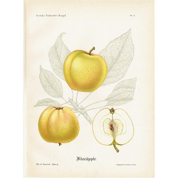 antique ドイツの果実学 リンゴ 植物画　豪華目額装 ドイツの果実学 リンゴ 植物画 アンティーク ボタニカルアート
