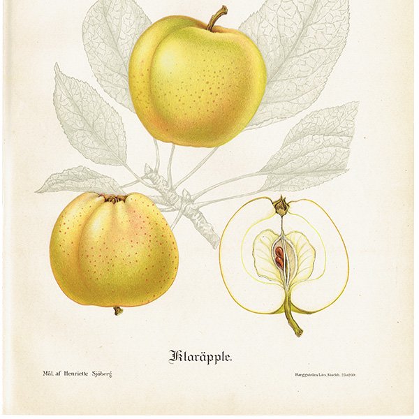 期間限定！最安値挑戦】 スウェーデン 植物画0154 果実学 リンゴの