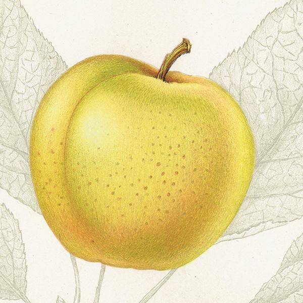 スウェーデン りんご（アップル）の果実学 植物画 アンティーク
