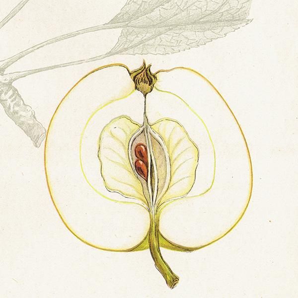 スウェーデン りんご（アップル）の果実学 植物画 アンティーク