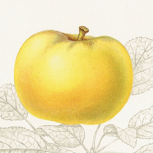 スウェーデン りんご（アップル）の果実学 植物画 アンティーク ボタニカルアート 1924年 1125