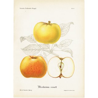 スウェーデン りんご（アップル）の果実学 植物画 アンティーク ボタニカルアート 1924年 1125