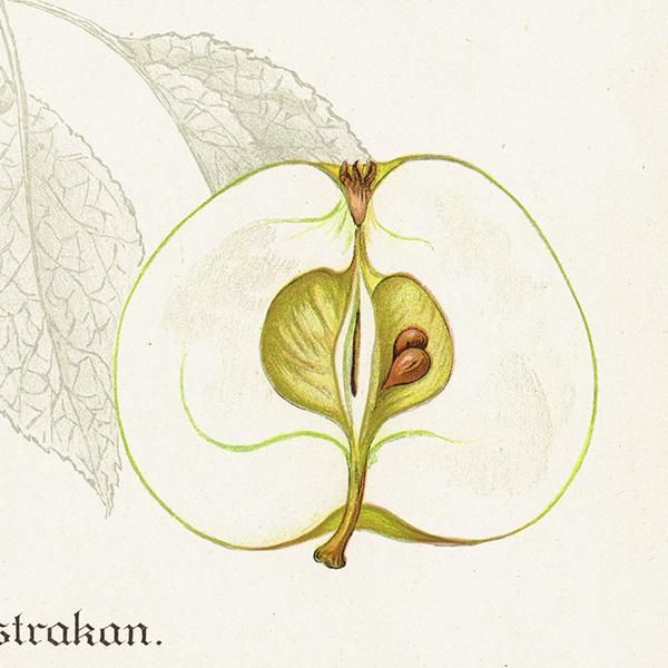 スウェーデン りんご（アップル）の果実学 植物画 アンティーク