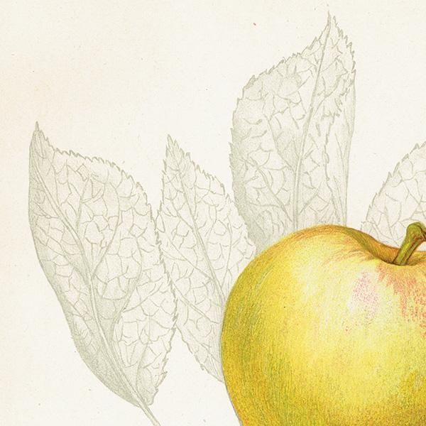 スウェーデン りんご（アップル）の果実学 植物画 アンティーク