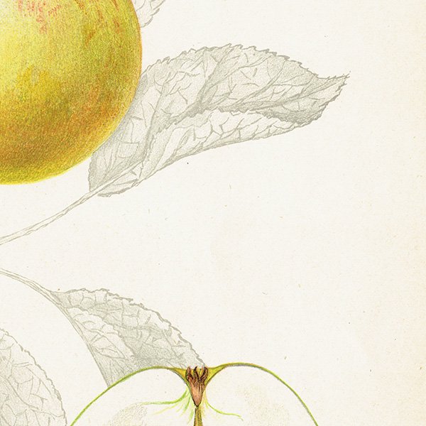 スウェーデン りんご（アップル）の果実学 植物画 アンティーク ボタニカルアート 1924年 1126