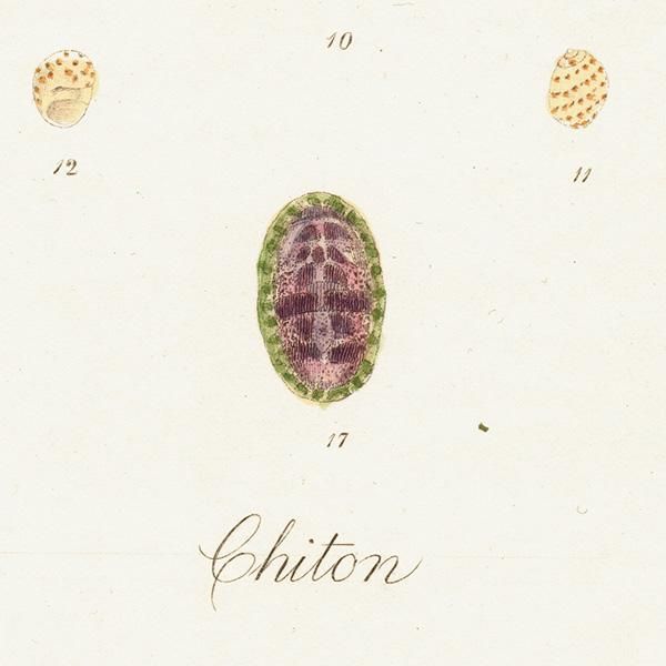 ʪ Chiton ¿Ĺˡʥҥ饬 ʪ ƥץ ʪ ɸܲ0228