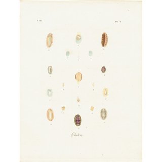 海洋生物 Chiton 多板綱（ヒザラガイ類） 海の生き物 アンティークプリント 博物画 標本画｜0228