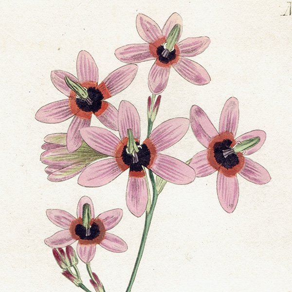 ꥹƥ ܥ˥륢 ƥܥ˥롦ޥ ڥ ӥǥե (Ixia Columellaris / Variegated Ixia)  1003