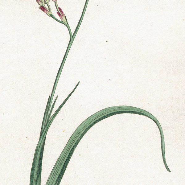 ꥹƥ ܥ˥륢 ƥܥ˥롦ޥ ڥ ӥǥե (Ixia Columellaris / Variegated Ixia)  1003