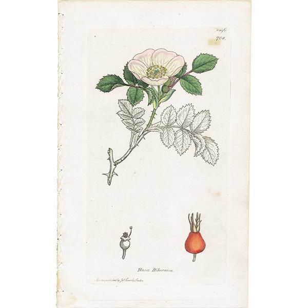 【内祝い】 イギリス アンティーク ボタニカルアート ENGLISH BOTANY（Rosa その他