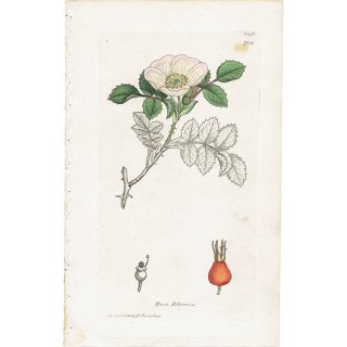 イギリス アンティーク ボタニカルアート ENGLISH BOTANY（Rosa Hibernica / ロサ ヒベルニカ）植物画 1004
