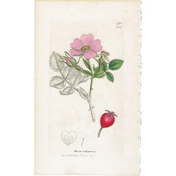イギリス アンティーク ボタニカルアート ENGLISH BOTANY（Rosa