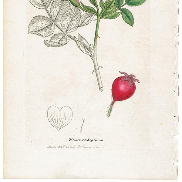 イギリス アンティーク ボタニカルアート ENGLISH BOTANY（Rosa