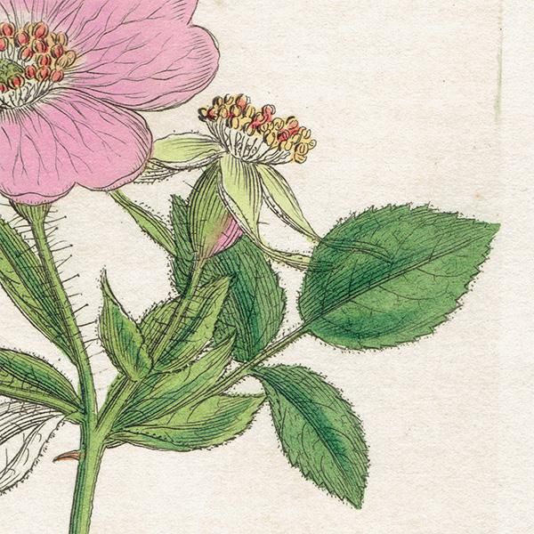 イギリス アンティーク ボタニカルアート ENGLISH BOTANY（Rosa