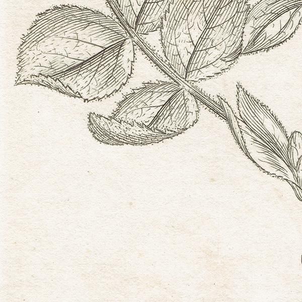 イギリス アンティーク ボタニカルアート ENGLISH BOTANY（Rosa