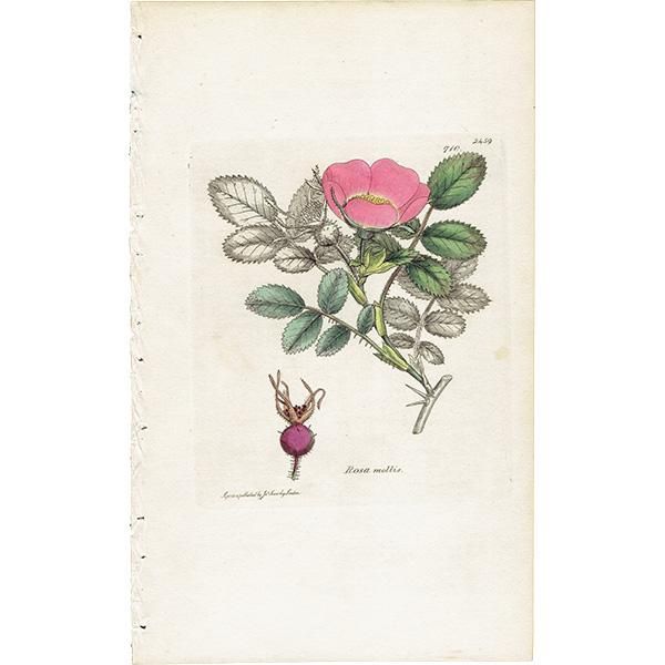 最高 イギリス アンティーク BOTANY（Rosa ENGLISH ボタニカルアート その他