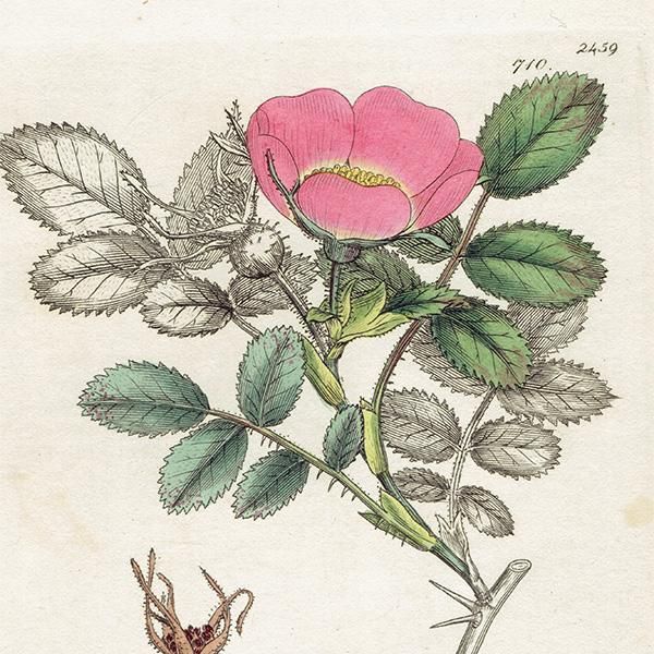 ꥹ ƥ ܥ˥륢 ENGLISH BOTANYRosa mollis / ꥹ˿ʪ 1006