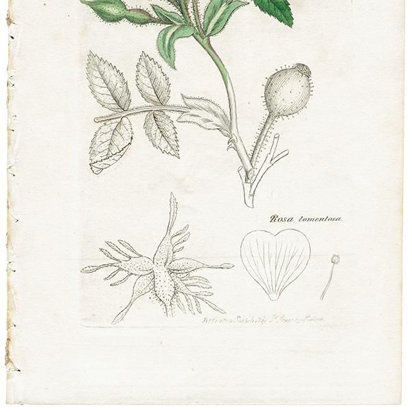 イギリス アンティーク ボタニカルアート ENGLISH BOTANY（Rosa