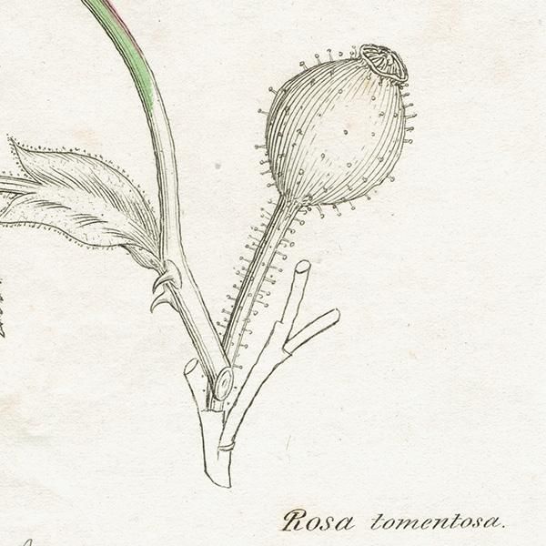 イギリス アンティーク ボタニカルアート ENGLISH BOTANY（Rosa