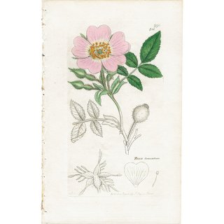 イギリス アンティーク ボタニカルアート ENGLISH BOTANY（Rosa tomentosa / ロサ・トメントサ）植物画 1007