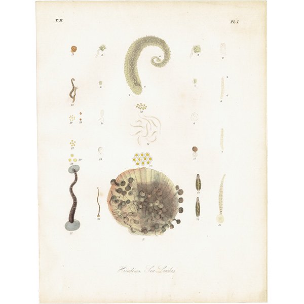ʪ Hirudines Sea Leeches ȡʥҥ ƥץ ʪ ɸܲ0156