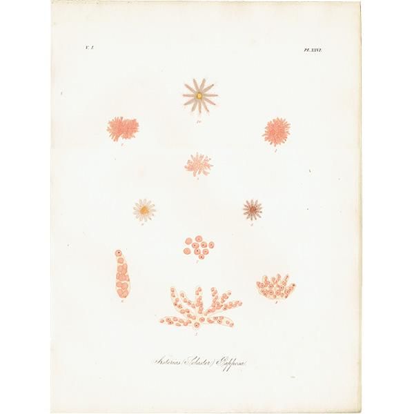 ʪ Asterias Solaster Papposa ҥȥǡʳ / եå ƥץ ʪ ɸܲ0200