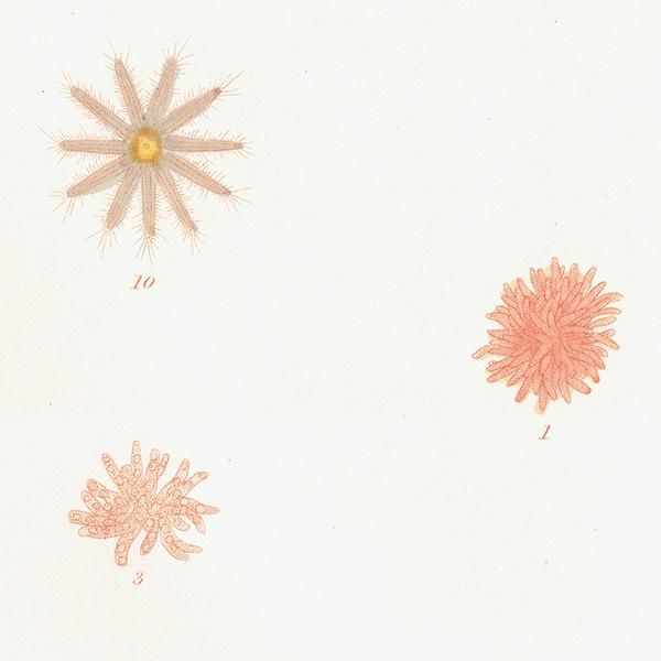ʪ Asterias Solaster Papposa ҥȥǡʳ / եå ƥץ ʪ ɸܲ0200