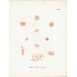 海洋生物 Asterias Solaster Papposa ヒトデ（海星 / スターフィッシュ） アンティークプリント 博物画 標本画｜0200