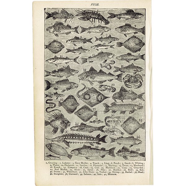 ߥӡȥβܡThe Book of Household Management FISH 1900ǯ ꥹƥץ  0012