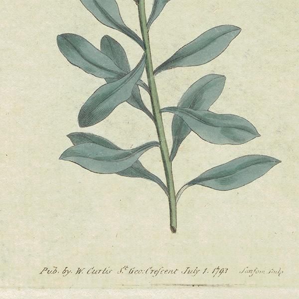 イギリス アンティーク ボタニカルアート Curtis Botanical