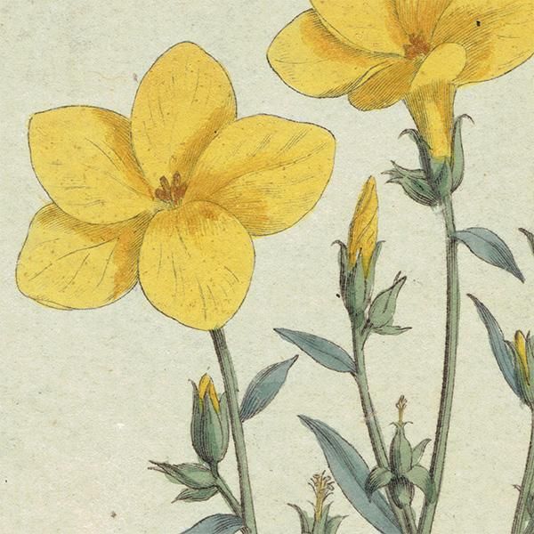イギリス アンティーク ボタニカルアート Curtis Botanical