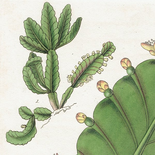 イギリス アンティーク ボタニカルアート Curtis Botanical Magazineより サボテン科 植物画 1010