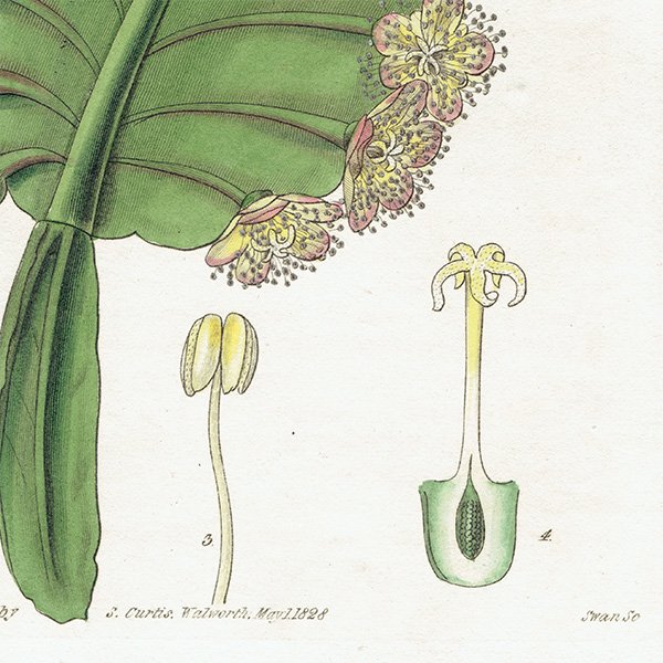 イギリス アンティーク ボタニカルアート Curtis Botanical Magazineより サボテン科 植物画 1010
