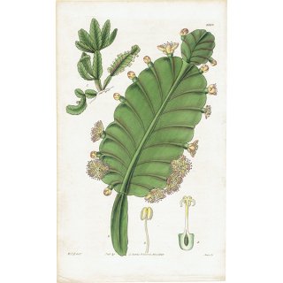 ꥹ ƥ ܥ˥륢 Curtis Botanical Magazine ܥƥ ʪ 1010