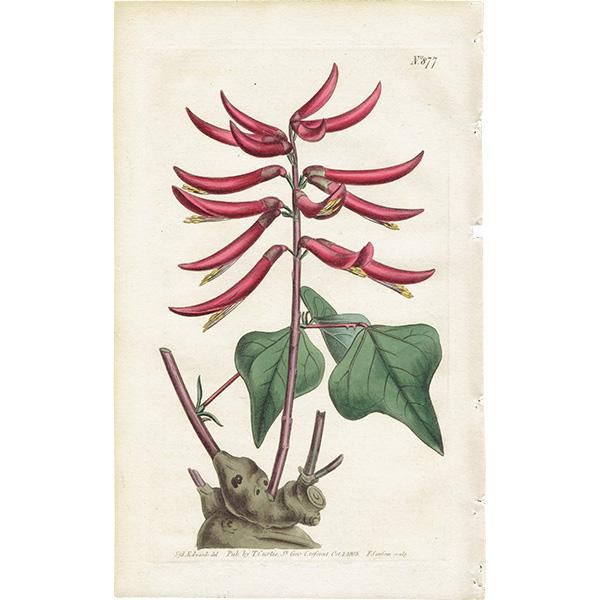 【限定品】 イギリス アンティーク Botanical Curtis ボタニカルアート その他