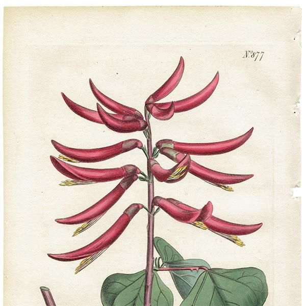 イギリス アンティーク ボタニカルアート Curtis Botanical