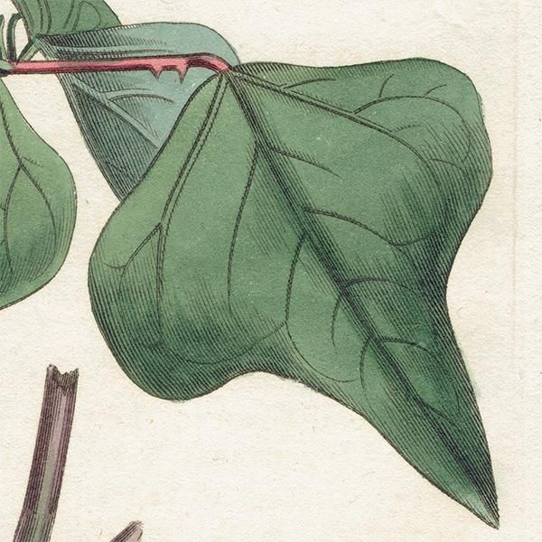 イギリス アンティーク ボタニカルアート Curtis Botanical