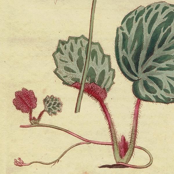 イギリス アンティーク ボタニカルアート Curtis Botanical