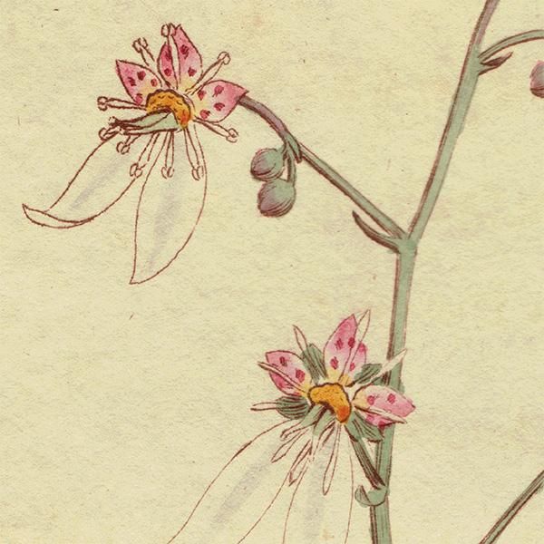 イギリス アンティーク ボタニカルアート Curtis Botanical