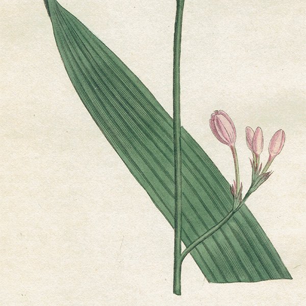 ꥹ ƥ ܥ˥륢 Curtis Botanical Magazine  ʪ 1015