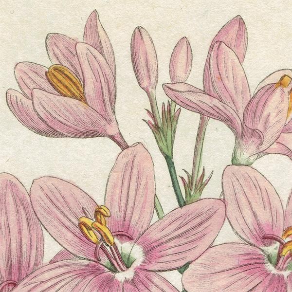 イギリス アンティーク ボタニカルアート Curtis Botanical