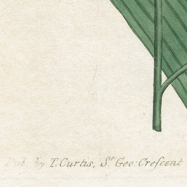 ꥹ ƥ ܥ˥륢 Curtis Botanical Magazine  ʪ 1015