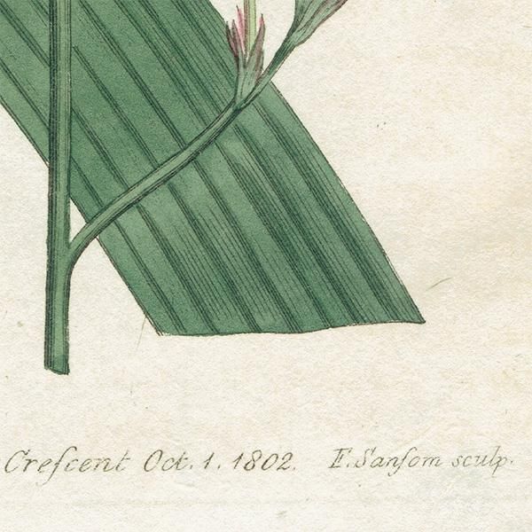 ★イギリス　ボタニカルアート　① イギリス アンティーク ボタニカルアート Curtis Botanical