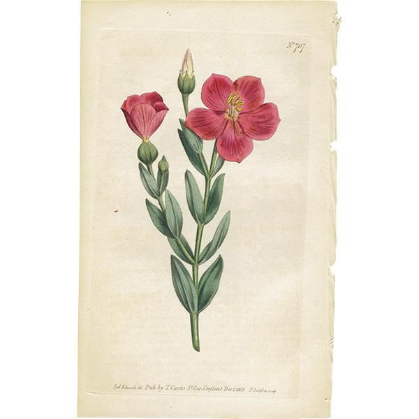 新発売の イギリス アンティーク ボタニカルアート Curtis Botanical 絵画