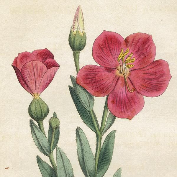 イギリス アンティーク ボタニカルアート Curtis Botanical イギリス アンティーク ボタニカルアート Curtis Botanical