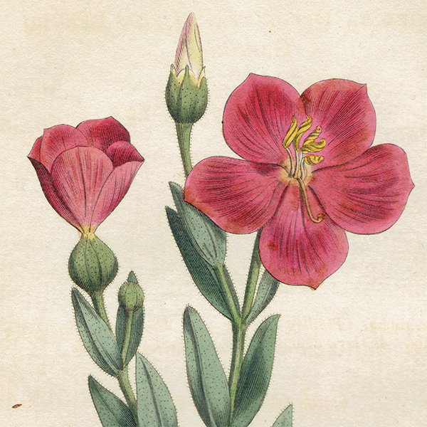 ꥹ ƥ ܥ˥륢 Curtis Botanical Magazine ɥ ʪ 1016