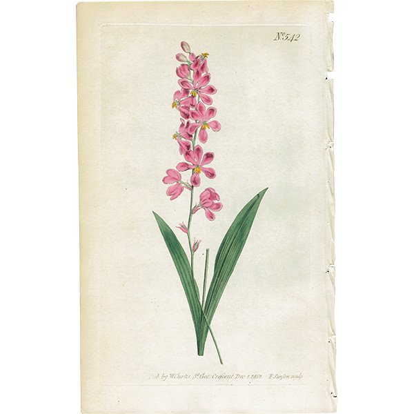 ꥹ ƥ ܥ˥륢 Curtis Botanical Magazine  ʪ 1018